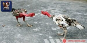 Cách ly gà khi có dấu hiệu