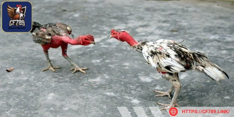 Cách ly gà khi có dấu hiệu