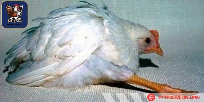 Bệnh Marek ở gà chọi là một trong những mối nguy hiểm lớn