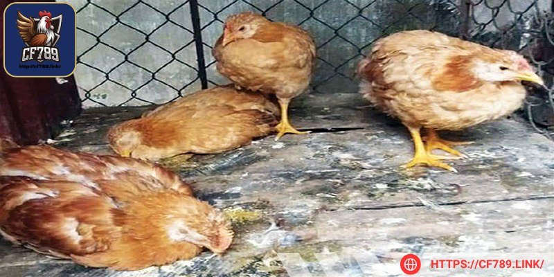 Nguyên nhân chính khiến lây lan là do quản lý chuồng trại kém