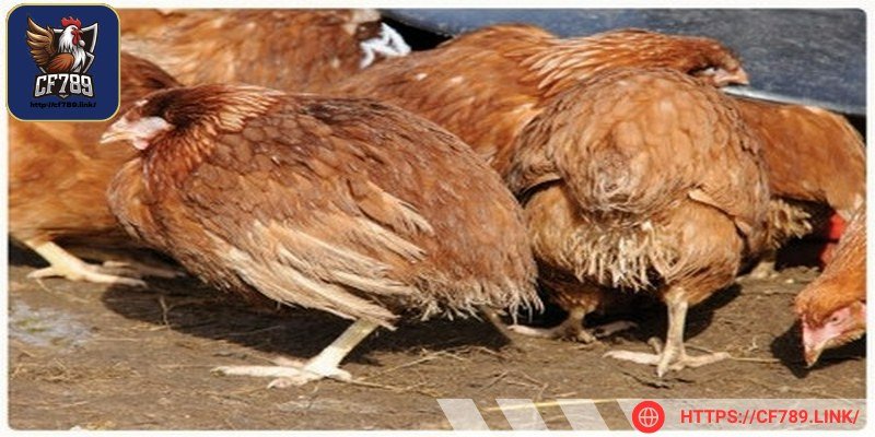 Gây thiệt hại kinh tế đáng kể cho người nuôi nếu mắc phải