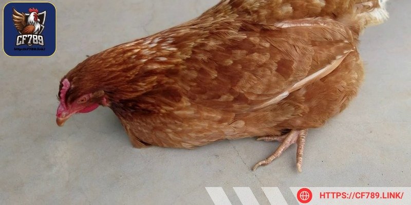 Virus sẽ tấn công hệ thần kinh của gà