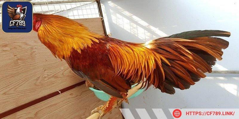 Anh em hãy liên hệ với cộng đồng để tìm hiểu kinh nghiệm