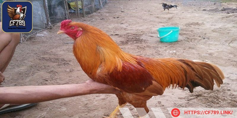 Đá gà là một hình thức giải trí tuyệt vời dân gian