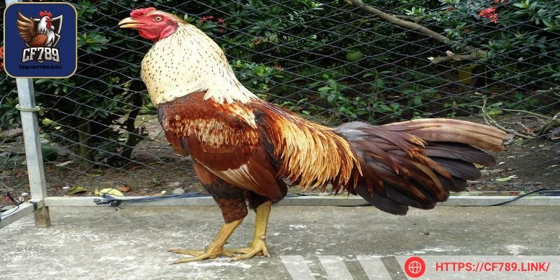 Gà Asil luôn là giống tốt được các sư kê ưa chuộng