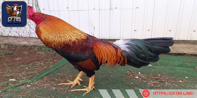 Gà tre là các chiến binh nhỏ nhưng có võ rất lợi hại