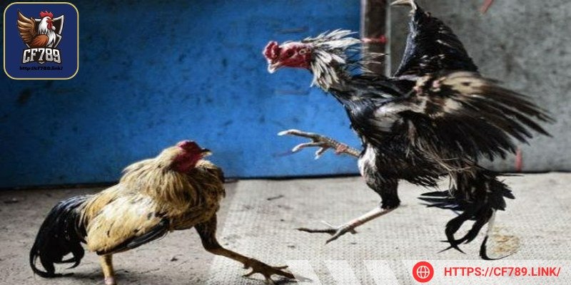 Các loại vảy gà đá hay phải có độ cứng