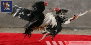 Thông thương kê sẽ có màu sắc sáng bóng là loại tốt