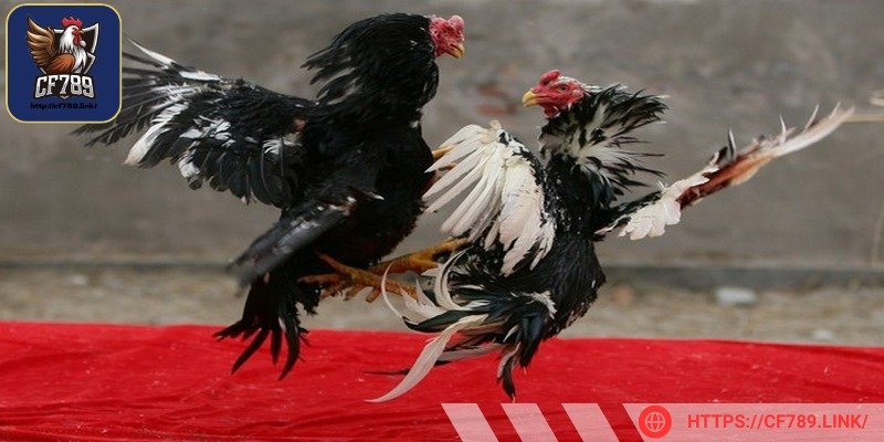 Thông thương kê sẽ có màu sắc sáng bóng là loại tốt