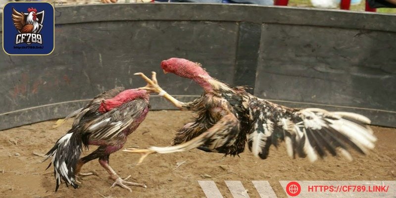 Nắm bắt các tiêu chí để dễ dàng nhận định