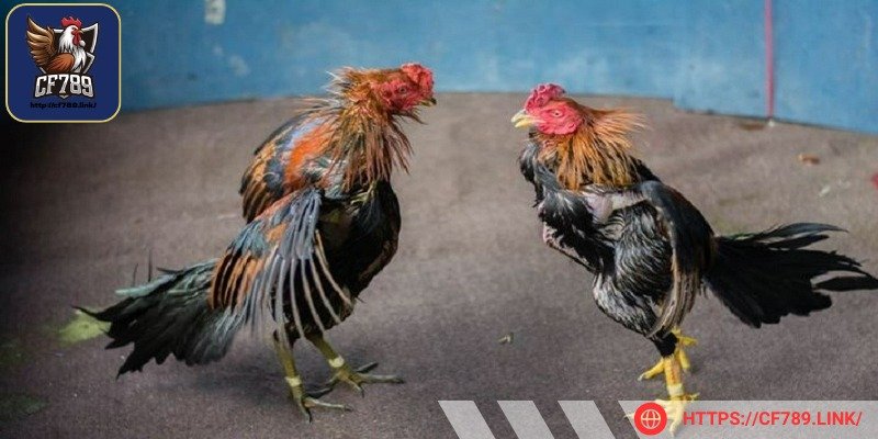 Long tranh hổ đấu có hình dạng phức tạp nhất