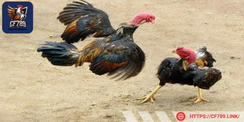 Mảng sừng mang tới tính thẩm mỹ cao cho chiến kê