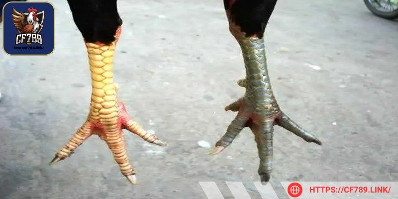 Các loại vảy gà đá hay luôn là tiêu chí vàng