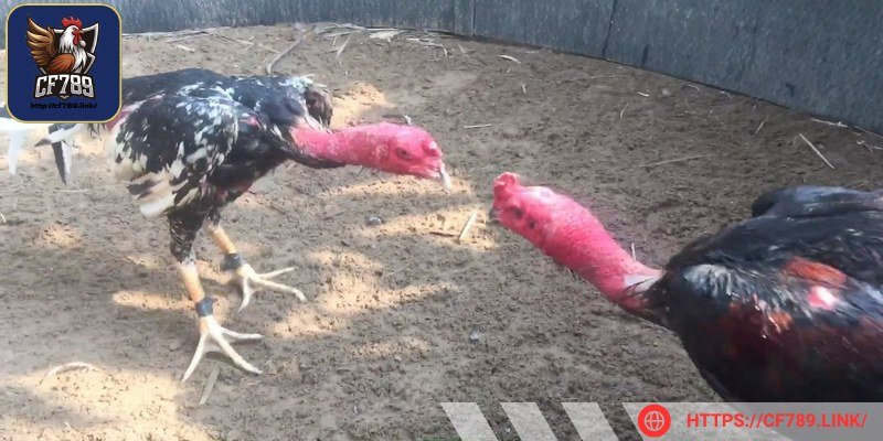 Cần phải quan sát chúng di chuyển