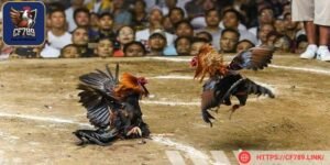 Nếu thấy kê đi đứng xiêu vẹo không nên chọn