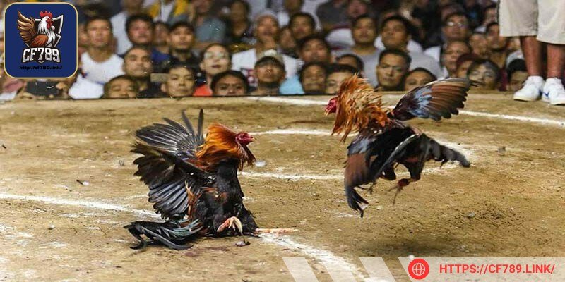 Nếu thấy kê đi đứng xiêu vẹo không nên chọn