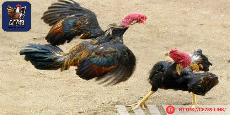 Cách xem hậu độ gà chọi hay là kỹ năng then chốt