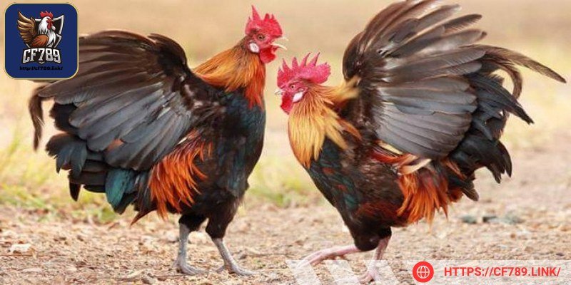 Nắm vững kiến thức cơ bản để không chọn nhầm 