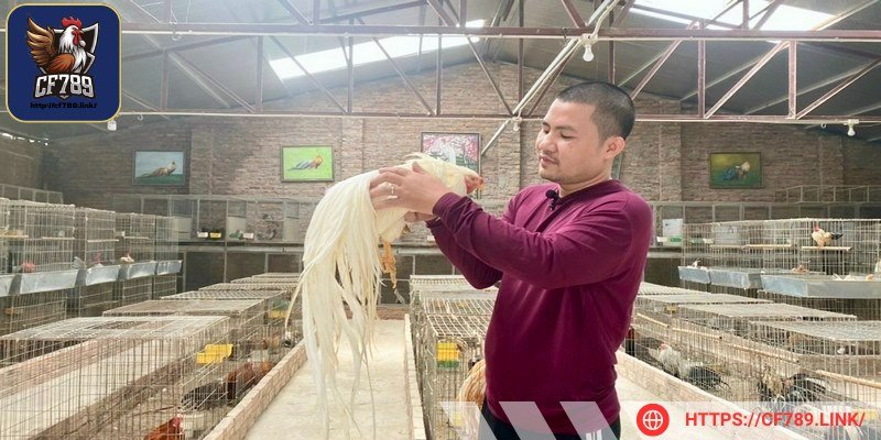 Người chơi hãy bổ sung điện giải vào khẩu phần nước cho gà