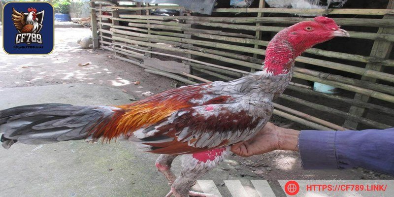 Chúng ta không nên ép gà luyện tập quá giới hạn