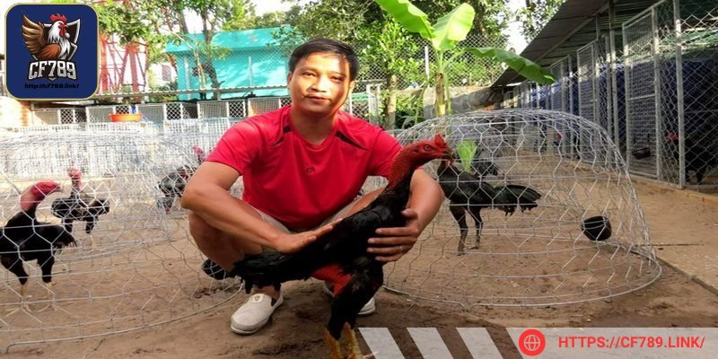 Anh em cần tìm hiểu để cho gà luyện tập đúng cách