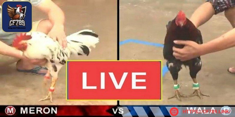 Đá gà Thomo CPC3 là đấu trường cá cược nổi tiếng 