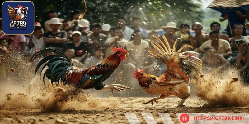 Nắm bắt đặc điểm chiến kê khi đầu tư