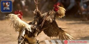 Môi trường thi đấu luôn đảm bảo an toàn