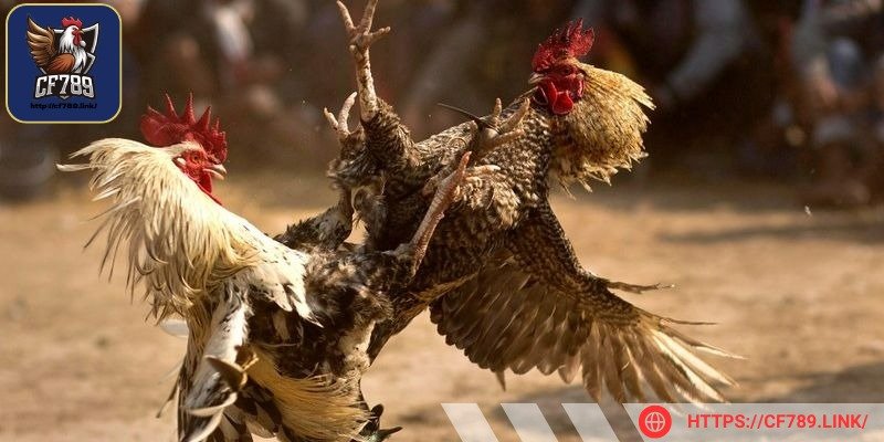 Môi trường thi đấu luôn đảm bảo an toàn