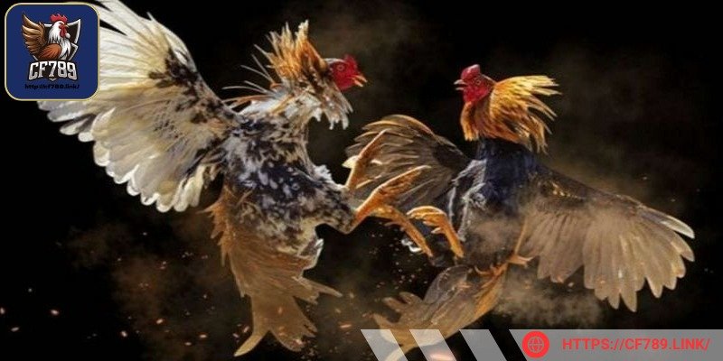 Nắm bắt thời gian thi đấu để không bỏ lỡ những điều bất ngờ