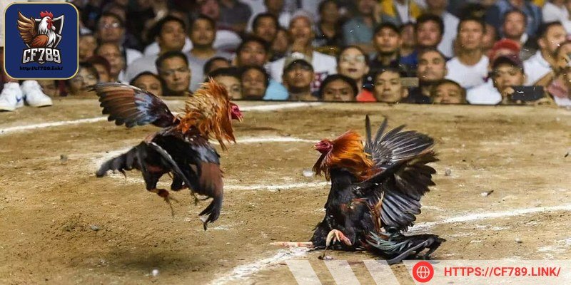 Hãy quan sát kỹ trạng thái kê chiến để chọn con đá tốt hơn