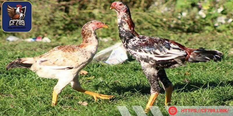 Trước khi quyết định mua, hãy yêu cầu thử khả năng chiến đấu