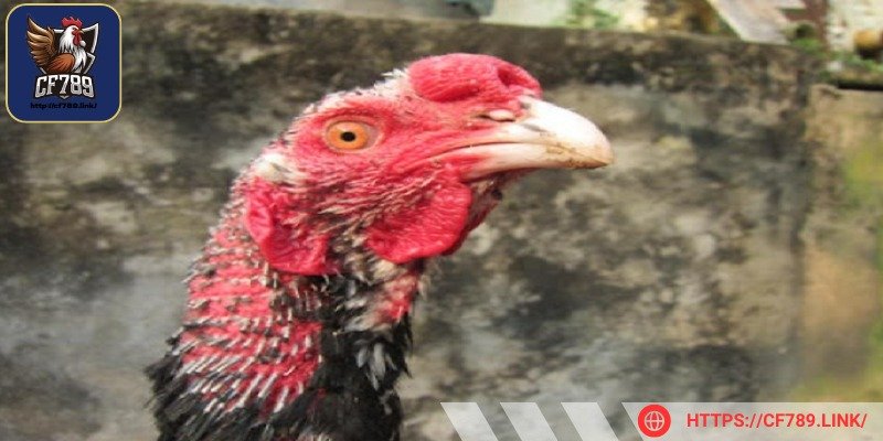 Để đánh giá chính xác, bạn nên xem lịch sử thi đấu