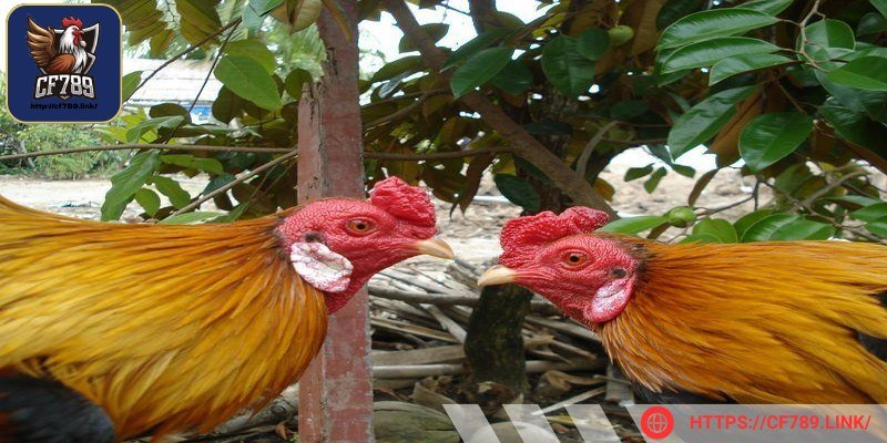 Loại kê này nổi bật với đôi chân có sự kết hợp màu sắc rõ ràng