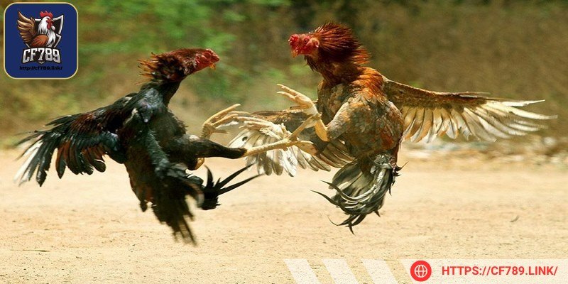 Anh em cần phải chú ý tới chế độ dinh dưỡng của gà