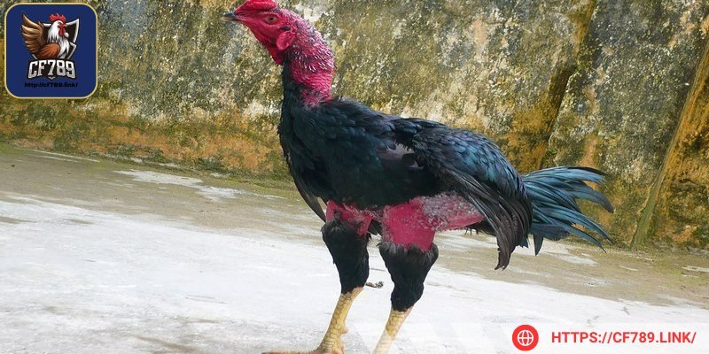 Anh em chỉ nên đầu tư vào việc huấn luyện trong khả năng