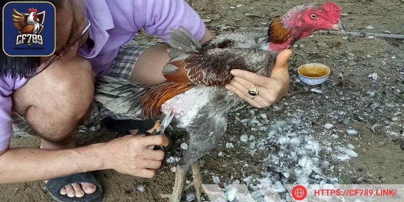 Chúng ta cần luyện tập cho chiến kê đúng cường độ