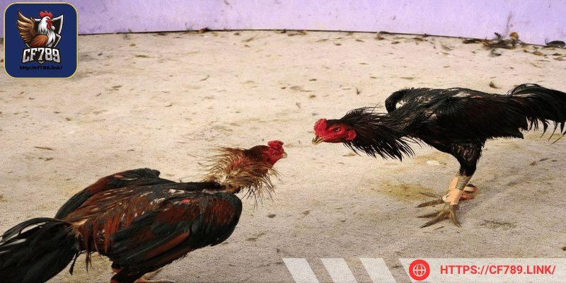 Anh em cần căn cứ vào các đặc điểm ngoại hình để chọn