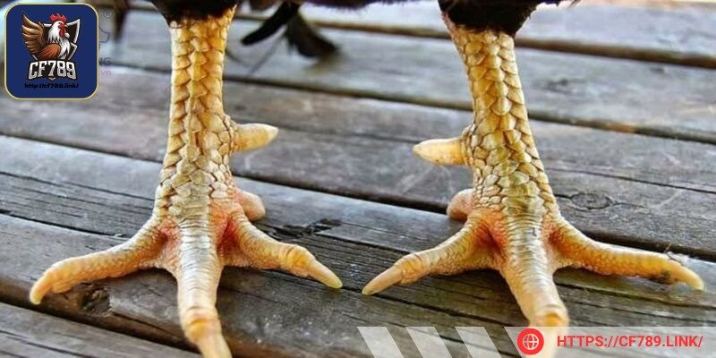Gà chọi chân to là giống gà được ưa chuộng bậc nhất