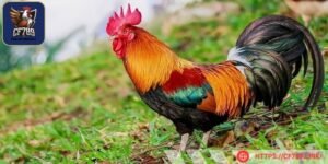 Chăm sóc kỹ lưỡng để thi đấu hiệu quả