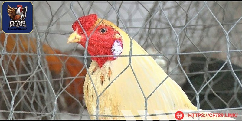 Mào của chúng nhỏ, gọn, liền mạch