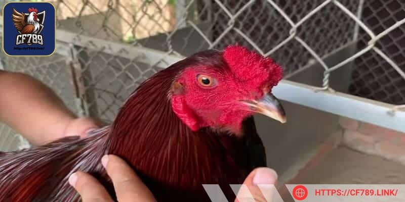 Tính cách khiến chúng được gọi là “chiến thần”