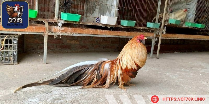 Anh em hãy chọn gà từ đời bố mẹ để chắc chắn hơn