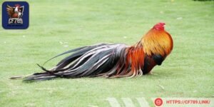 Chế độ dinh dưỡng rất quan trọng trong sự phát triển của gà