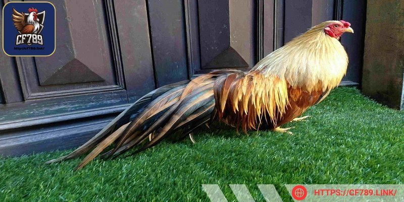 Gà Tân Châu đuôi dài là giống gà rất được yêu thích