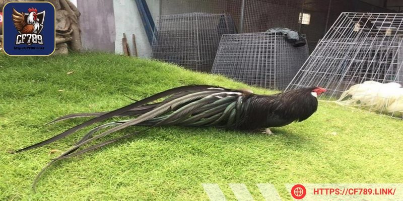 Sư kê nên thực hiện việc vệ sinh thường xuyên hằng ngày