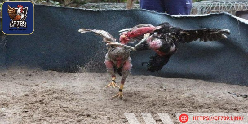 Những đòn hiểm giúp giảm thời gian giao đấu rất nhiều