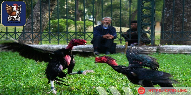 Những đòn đá hiểm của gà chọi luôn là yếu tố quan trọng