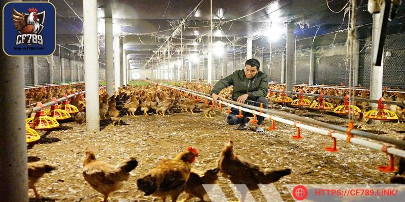 Người nuôi nên kết hợp với điều kiện chuồng trại