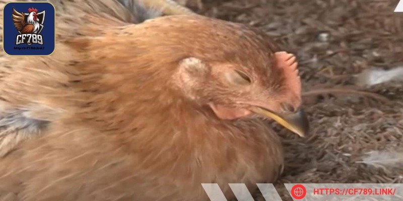 Thuốc trị bệnh Newcastle ở gà đang là chủ đề được quan tâm